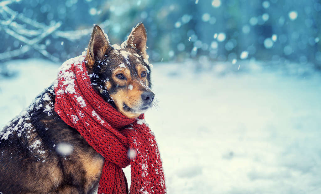 Winter Dog Safety