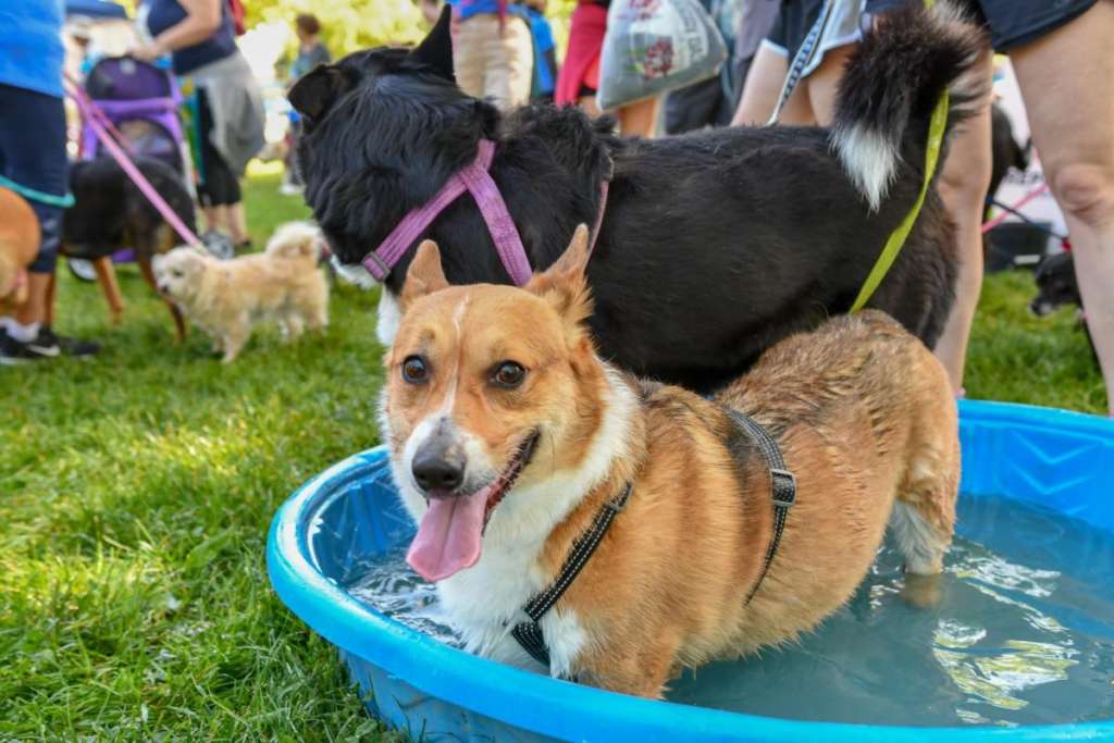 Dogs Cooling Off In The Pool