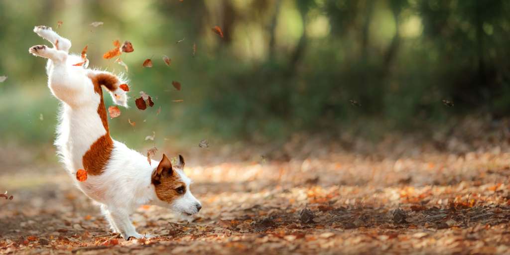 Fall Safety South Jersey Dog Training