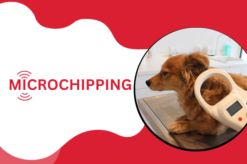 Micro Chipping Your Pet Is Important for their safety