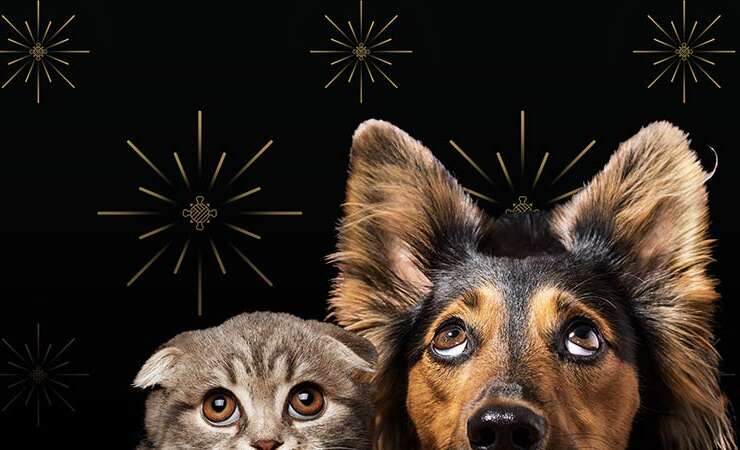 Ensuring Your Pet’s Safety During Fireworks: Tips from Halo House Animal Resort