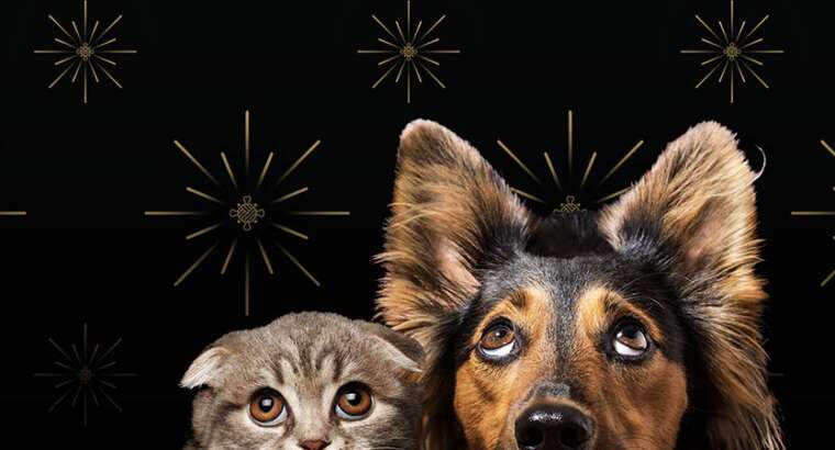 Ensuring Your Pet’s Safety During Fireworks: Tips from Halo House Animal Resort