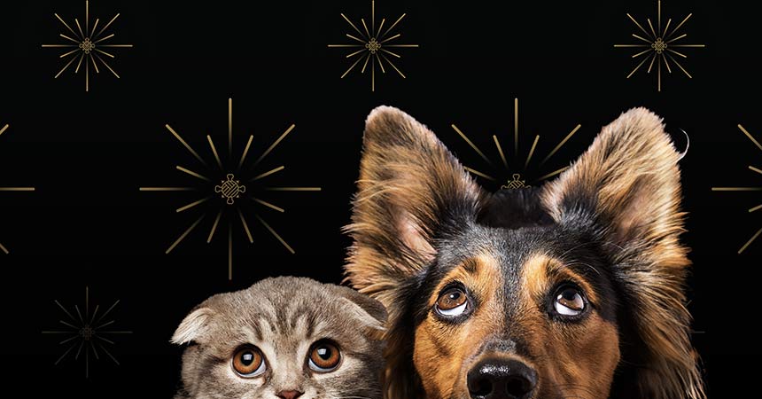 Summer Fireworks Pet Safety